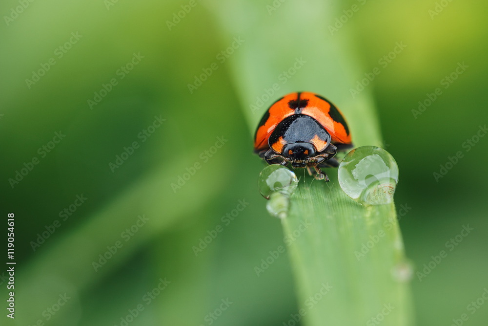 Fototapeta premium Morning dew on a spring green grass and little ladybug