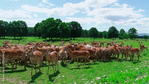a herd of deer on the farm