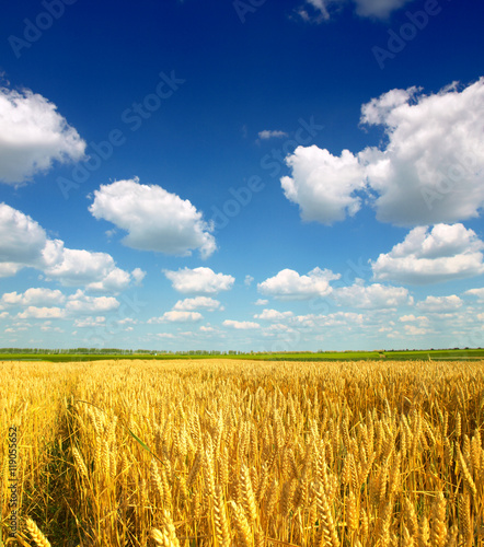 Wheat field against a blue sky