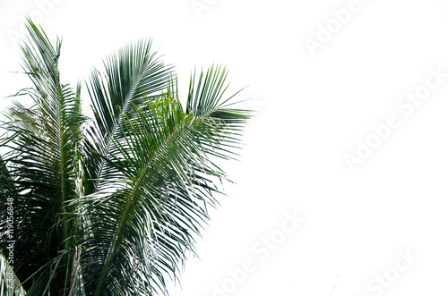 Coconut leaves © khunkornStudio