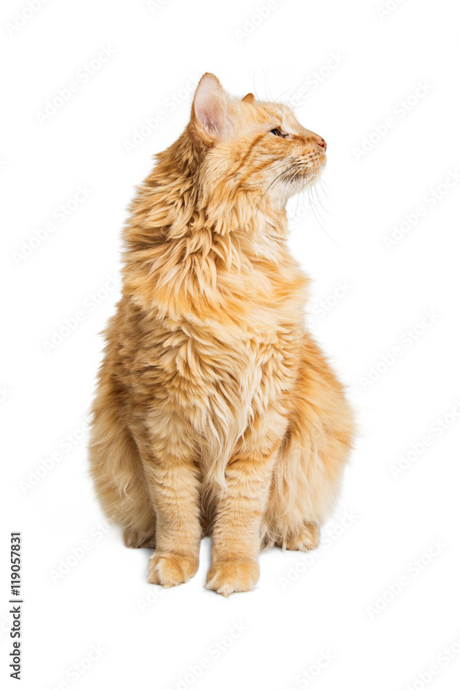 Naklejka premium Orange Cat Sitting Tall Looking Side