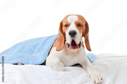 Beagle under the blue blanket , isolated on white