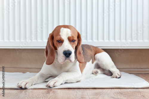 The Beagle lays near a warm radiator