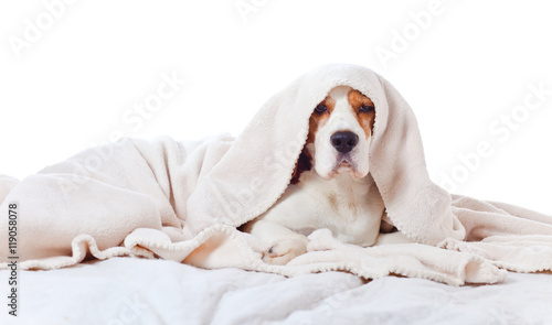 Fototapeta Naklejka Na Ścianę i Meble -  Beagle under blanket , isolated on white background