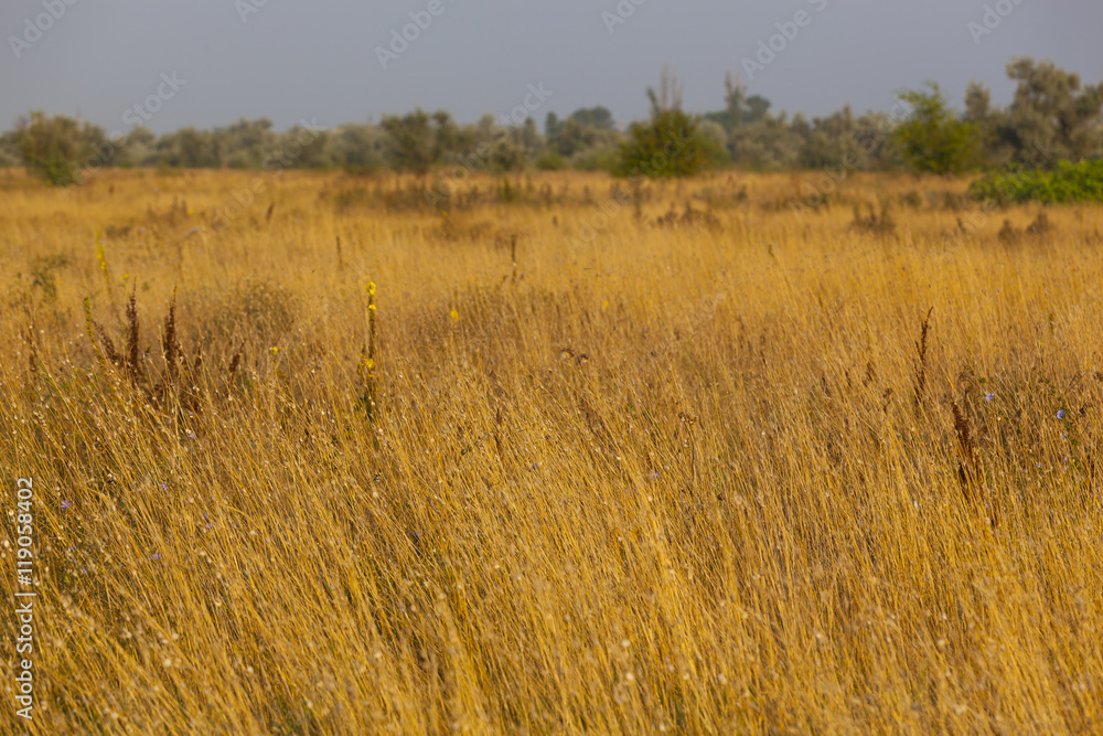 Obraz premium dried yellow grass and green trees