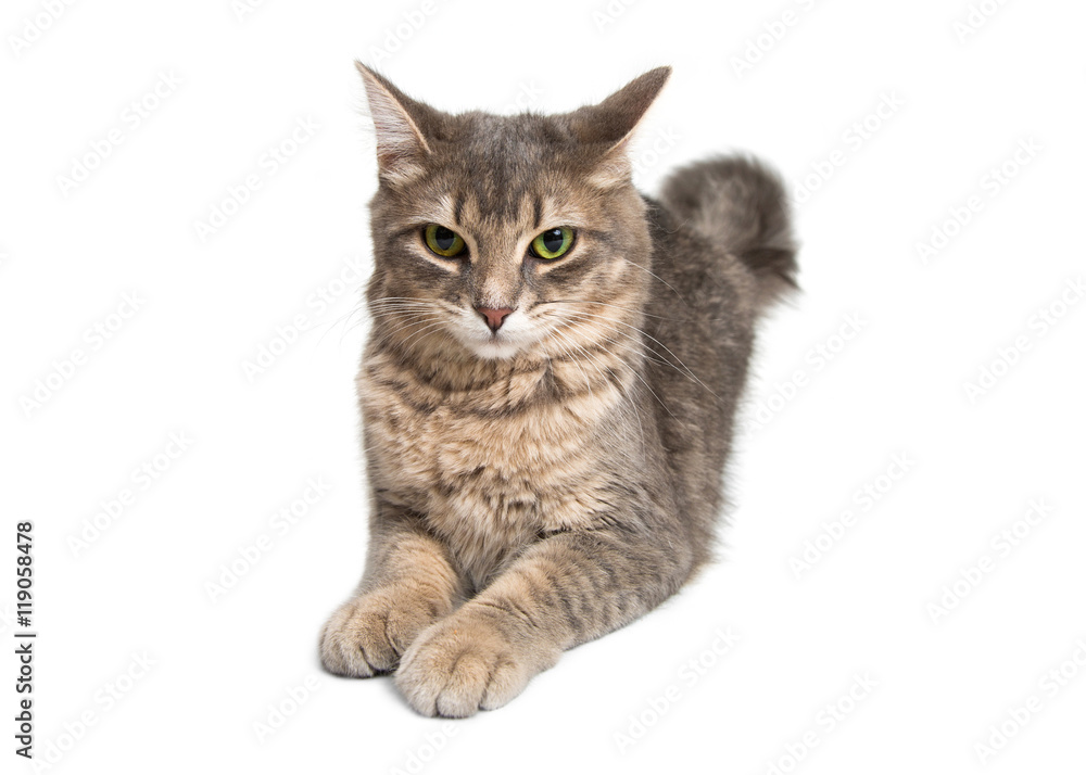 Fototapeta premium Young Gray and Brown Cat Lying on White