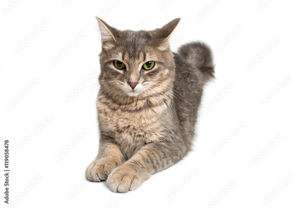 Young Gray and Brown Cat Lying on White