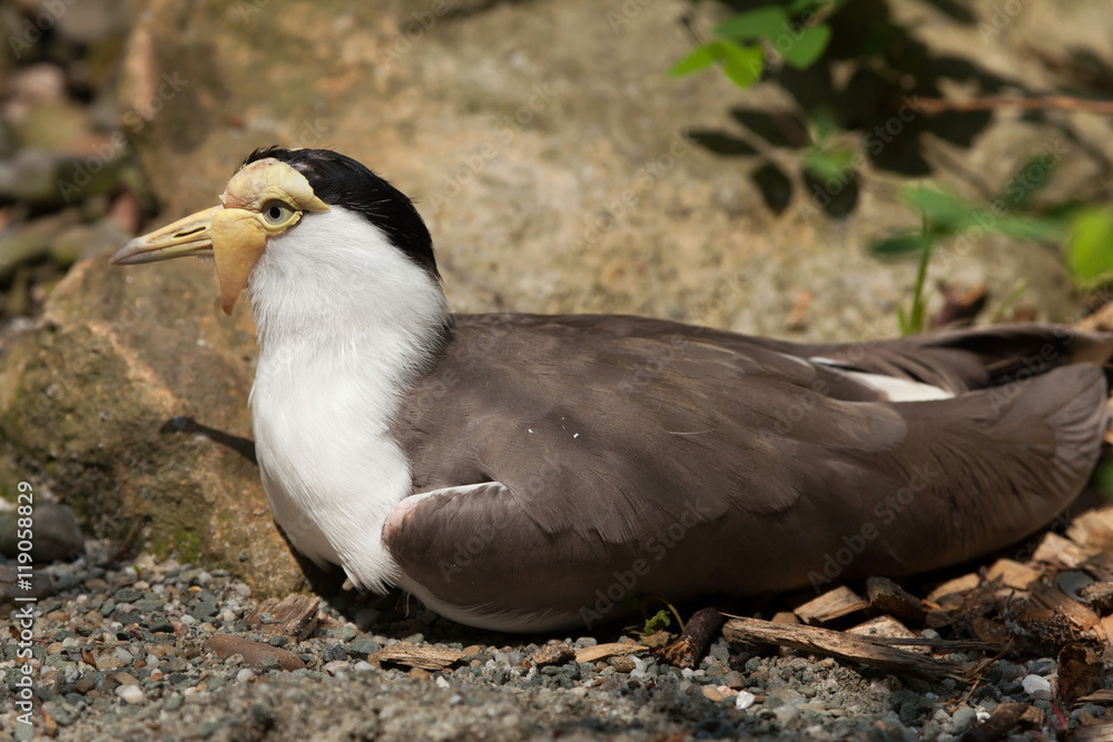 Masked lapwing (Vanellus miles miles). Masked lapwing (Vanellus miles miles).