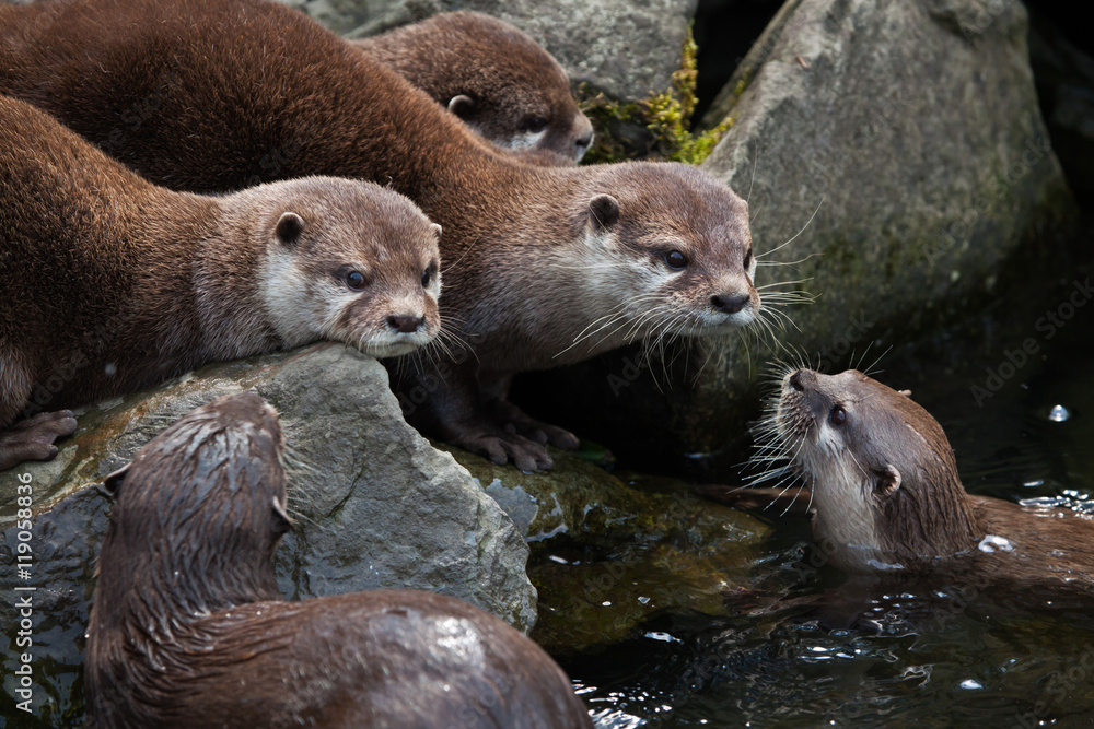 Oriental small-clawed otter (Amblonyx cinerea)