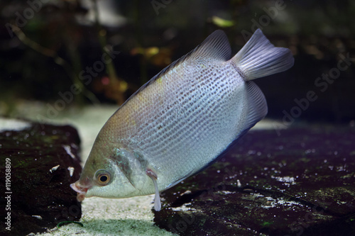 Kissing gourami (Helostoma temminckii) photo