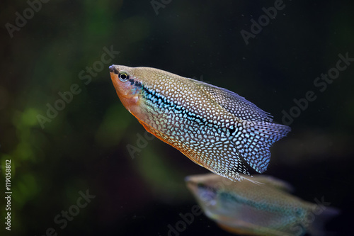 Pearl gourami (Trichopodus leerii)