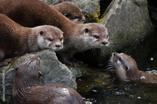 Obraz na płótnie Oriental small-clawed otter (Amblonyx cinerea) w salonie