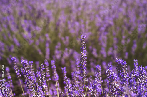 Fototapeta Naklejka Na Ścianę i Meble -  lavender fields