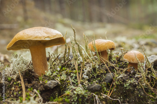 Mushroom suillus bovinus growing in august