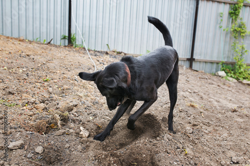 собака роет землю