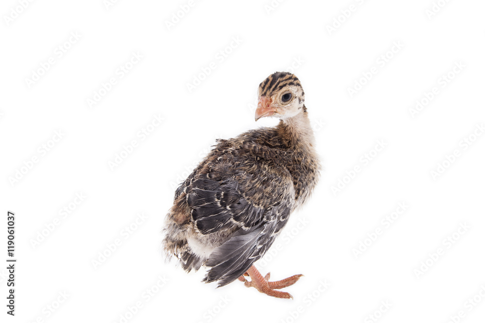chick chick
