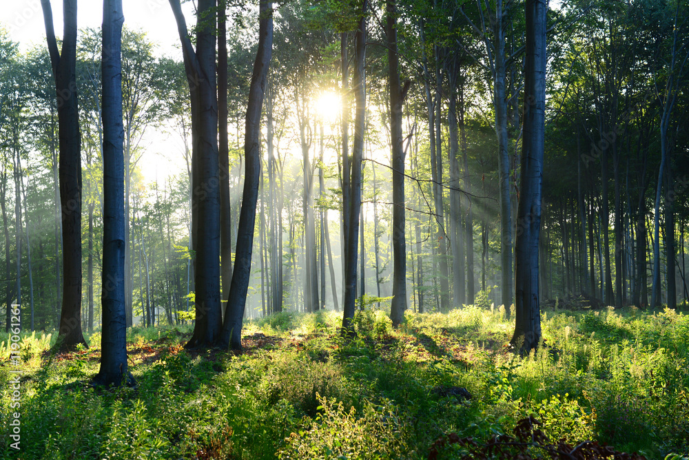 Morning in the forest Morning in the forest