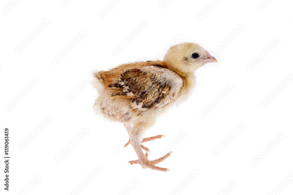 Obraz premium chick
