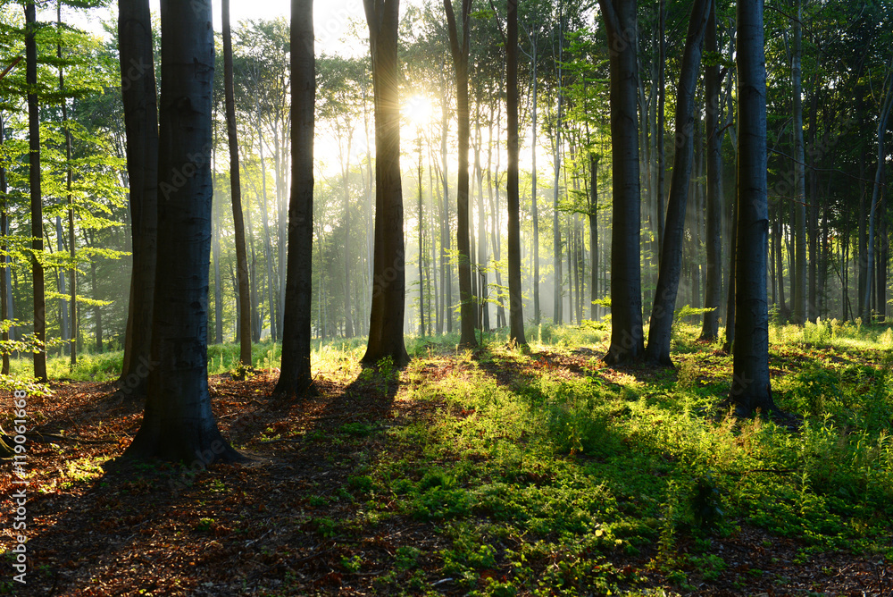 Morning in the forest Morning in the forest