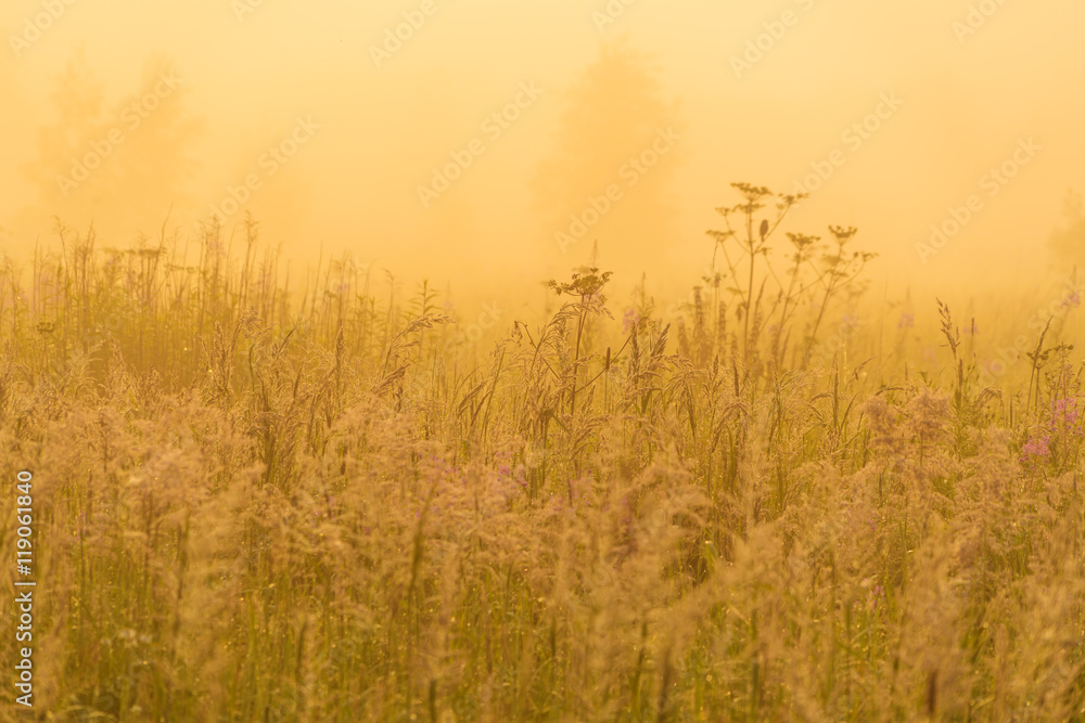 Fototapeta premium Golden sunshine above countryside field at morning
