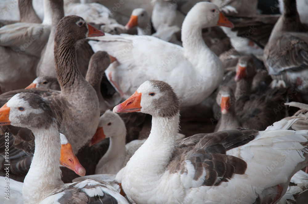 Obraz premium Onda - Geese