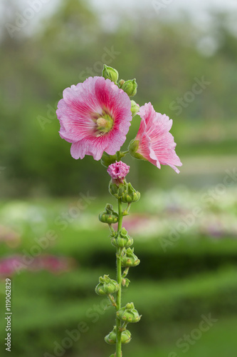 Flowers Holly Hock (Hollyhock)