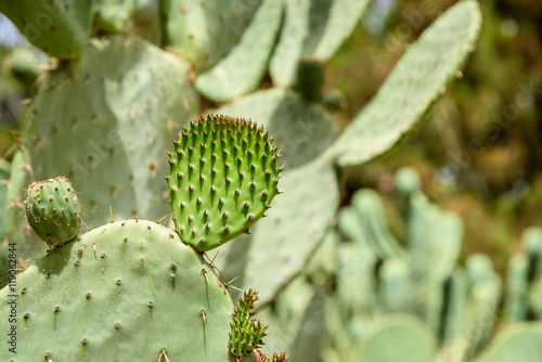 Green Cactus Fields In Summer