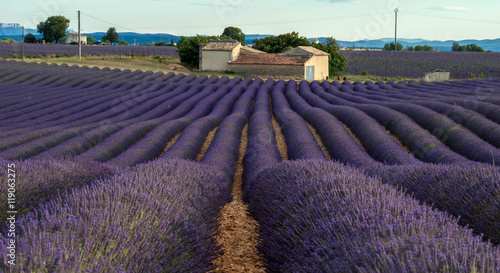 Fototapeta Naklejka Na Ścianę i Meble -  Lavender field