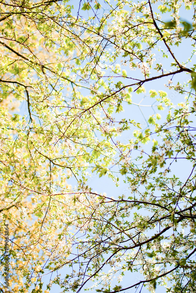 Obraz premium Tree branches with blossoming white flowers and green leaves. Sp
