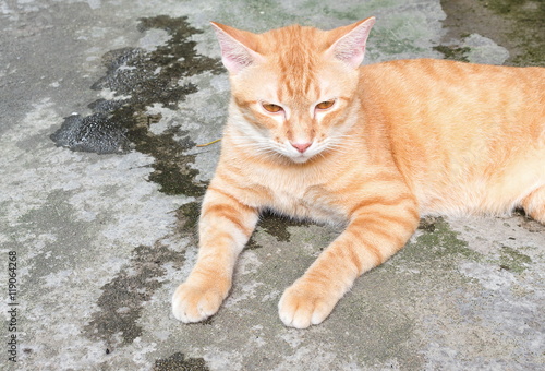 Orange cat lying sideways looking ahead