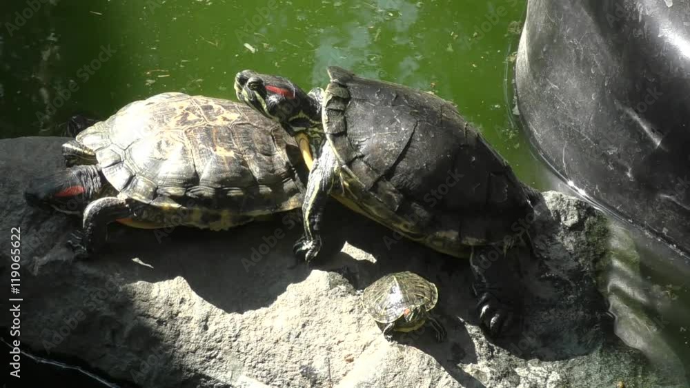 Freshwater tortoise (LAT. Trachemys scripta) on a summer day Freshwater tortoise (LAT. Trachemys scripta) on a summer day