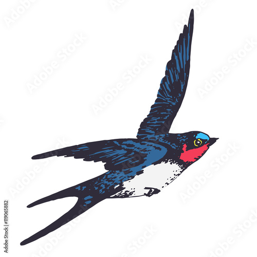 Vector hand drawn swallow bird illustration. Flying swift detailed sketch, beautiful animal in the wild