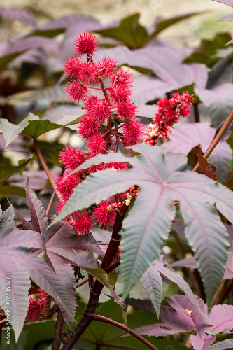 Flowers and leaves of castor oil plant