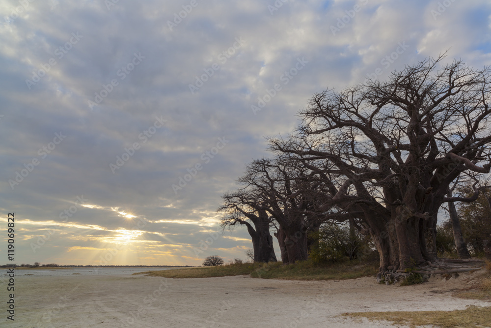 Naklejka premium Sun through clouds at Baines Baobabs