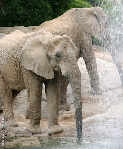 An elephant drinking