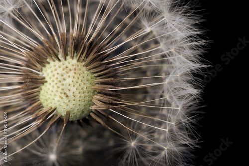 Beautiful macro shot of sow-thistle isolated on black.