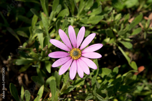 Pink Single Flower