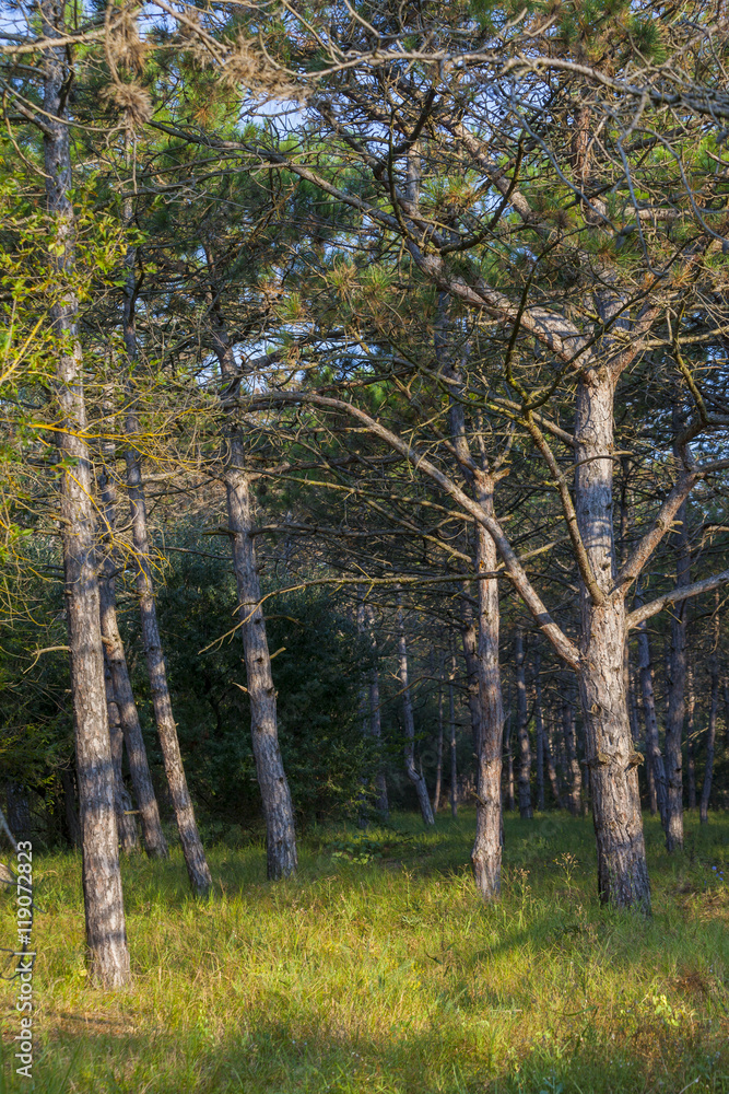 Green southern forest with trees