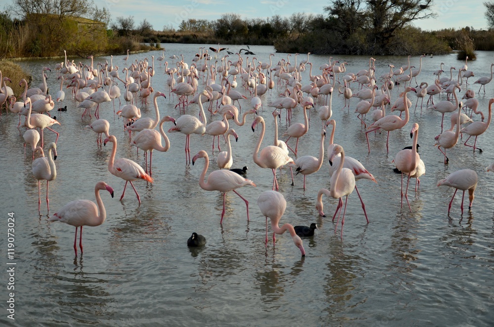 Flamingos at Camargue Natural Park in France