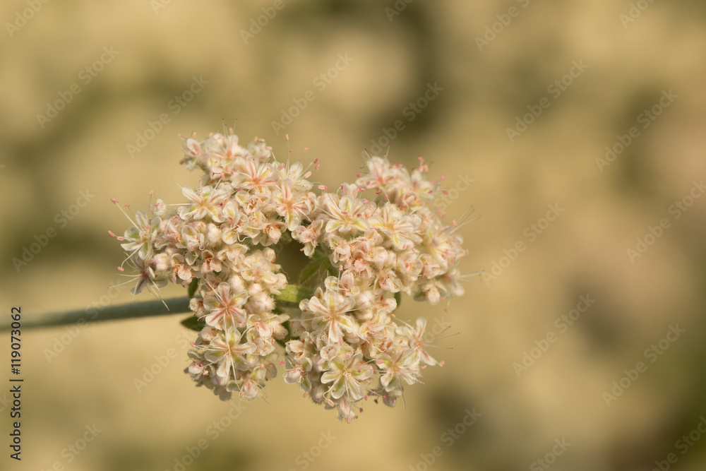 Small Flowers