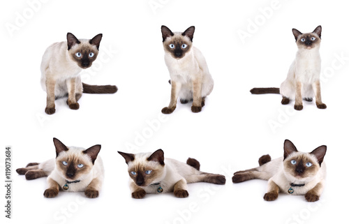 set of thai cat is a traditional or old-style siamese cat