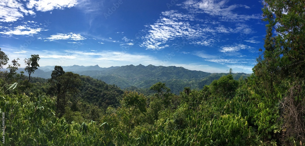 Deep Forest Stock Photo | Adobe Stock