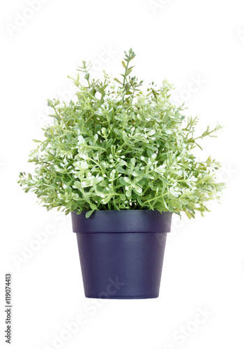 House plant in the black plastic flower pot isolated on a white