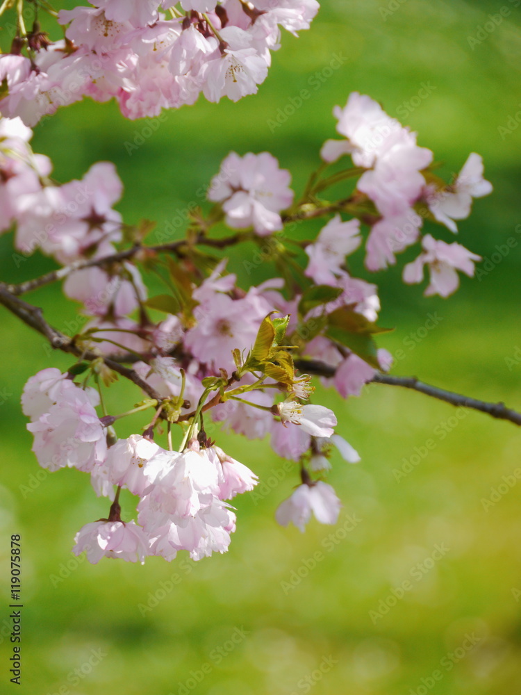 Obraz premium tree with beautiful pink blossoms 