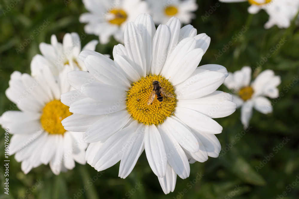 top view on flower - white daisy with bee top view on flower - white daisy with bee