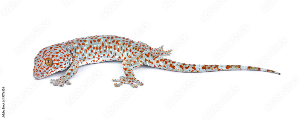 Fototapeta premium gecko isolated on white background