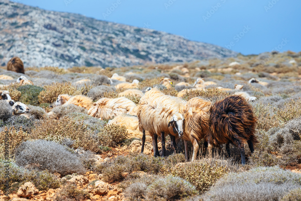 flock of sheep grazes on pasture