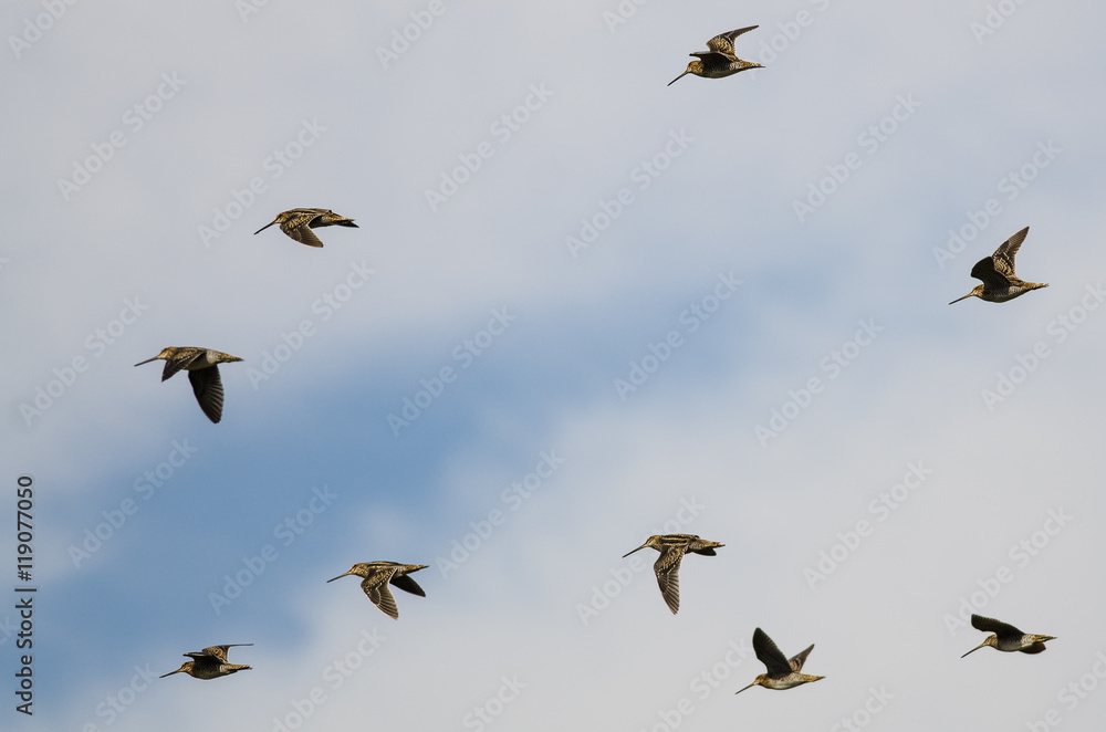 Flock of Wilson's Snipe Flying in a Cloudy Blue Sky Flock of Wilson's Snipe Flying in a Cloudy Blue Sky
