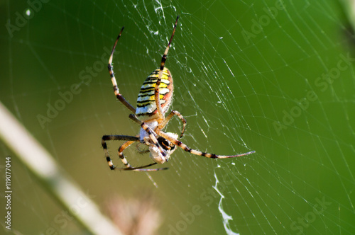 Spider Argiope with its prey on the web.