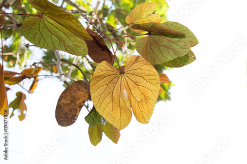 The gold leaf (Bauhinia aureifolia K. & S.S. Larsen) photo